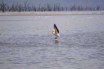  Pelican just about to land on water.