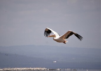 Fototapeta na wymiar Pelican with wings half open