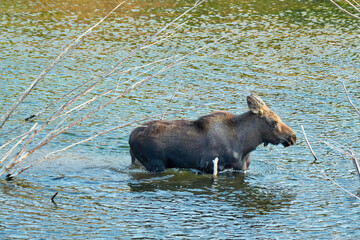Baby moose moves across the river to join her mom