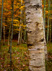Acadia National Park, ME - USA - Oct. 16, 2021: An Autumn closeup vertical view of a Birch tree in the Sieur de Mont section of Acadia National Park. Seen during the morning rain.
