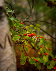 Acadia National Park, ME - USA - Oct. 16, 2021: Vertical closeup view of a branch of winterberries. Seen during the morning rain in the Sieur de Mont section of Acadia National Park.