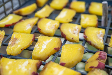 干し芋作り　さつまいも