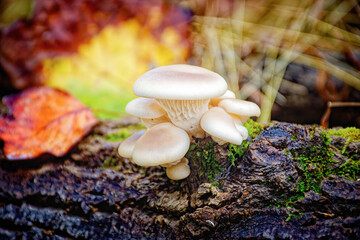 A group of white mushrooms growing on a log in Autumn with leaves all around.  