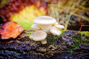 A group of white mushrooms growing on a log in Autumn with leaves all around.  