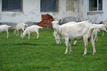 Naklejka na ściany i meble White goats at the farm
