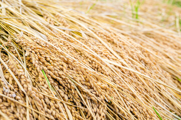 刈られて干された稲