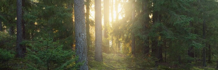 Weg door de heuvels van majestueus altijdgroen bos. Machtige dennen, sparren, mos, planten. Finland. Zacht gouden zonsonderganglicht. Idyllische herfstscène. Natuur, seizoenen, milieu, ecotoerisme