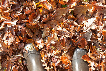 Autumn Leaves on the ground showing working boots denoting leaf clearing up
