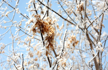 Branches of a tree covered with frost