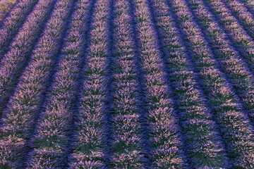 Purple blooming lavender field with even rows. Background and texture for modern design