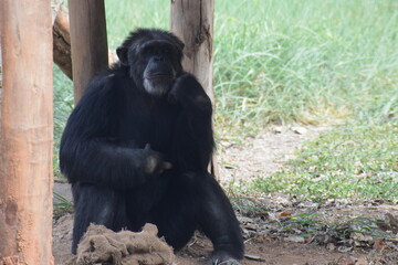 animals