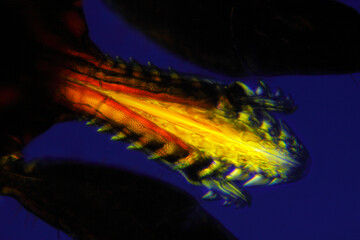 Microscopic view of a tick (Ixodidae, hard tick) mouth. Polarized light with crossed polarizers.