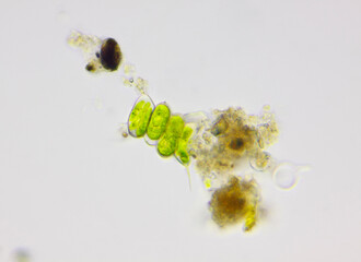 Microscopic view of colonial green algae Scenedesmus. Brightfield illumination.