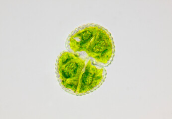 Microscopic view of green algae (Cosmarium) cell. Brightfield illumination.