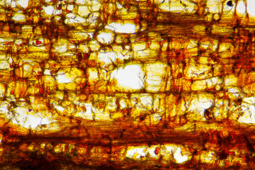 Microscopic view of Scots pine (Pinus sylvestris) bark section. Brightfield illumination.