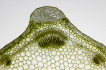 Microscopic view of White dead-nettle (Lamium album) stem cross section. Brightfield illumination.