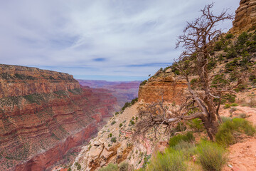 Obraz premium Dry tree on the cliff. Spectacular views of the big canyon. Amazing mountain landscape. Breathtaking view of the rocks. Grand Canyon, USA