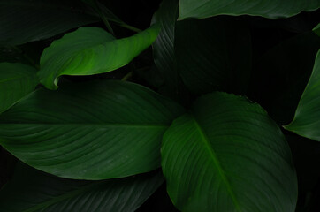 Fototapeta premium green leaves