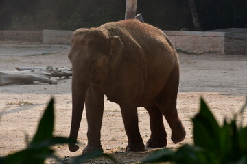 Fototapeta na wymiar animals - elephant