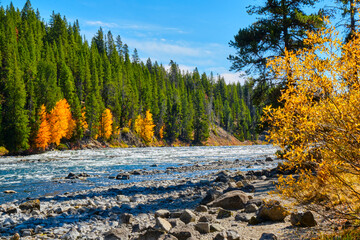 Flowing Yellowstone River and fall colors on a sunny afternoon in Autumn