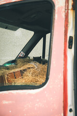Abandoned Ford Transit Van as a cat house and hay store 