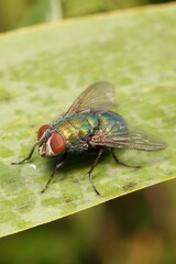 Insect Housefly on a leaf