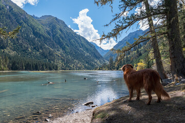 Beautiful lake and mountains, golden retriever standing by the lake