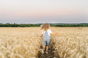 Naklejka na ściany i meble a little blonde curly girl running in a wheat field, the concept of human freedom, people from behind