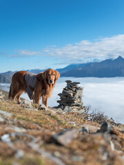 Plateau natural scenery, golden retriever standing on the top of the mountain