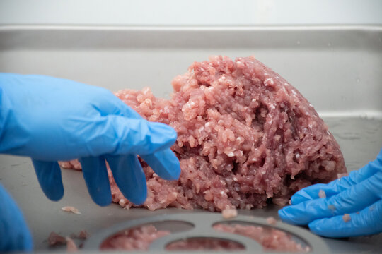 The pork is put into a minced meat grinder in the laboratory. to be used as a food precursor through wearing gloves at work blue/Focus