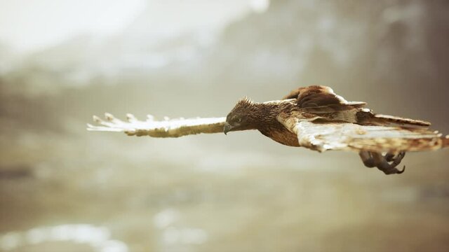 extreme slow motion shot of eagle