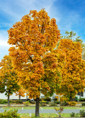 herbstlich gefärbter Laubbaum