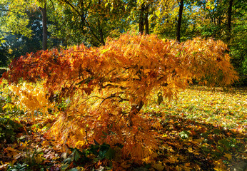 Herbst im Kurpark von Bad Homburg
