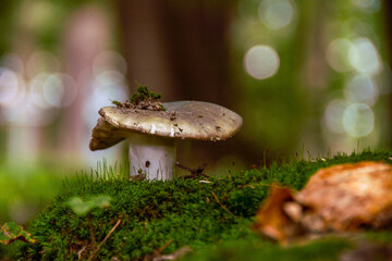 mushrooms in the forest