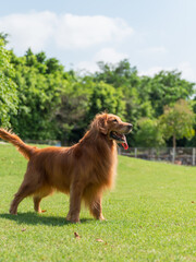 Golden retriever playing on the grass in the park