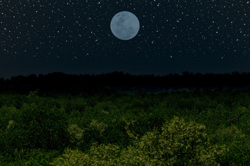 Fototapeta na wymiar Full moon with trees silhouette in the dark night.