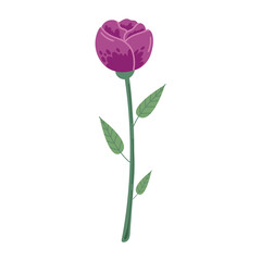 Obraz premium purple beauty flower