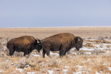Bull Bison in Winter in Arizona