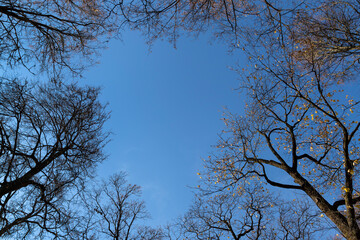 Tree branches against the blue sky. Free space in the form of a heart. Horizontal orientation, copy space.