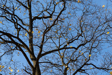 Tree branches against the blue autumn sky. There is almost no foliage on the branches. Horizontal orientation.