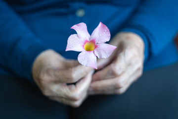 Older woman's hands holding a freshly cut white flower.