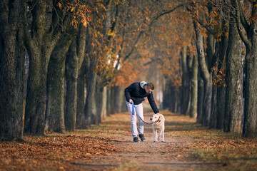 Fototapeta premium Man with dog during autumn day. Pet owner walking with labrador retriever through chestnut alley..