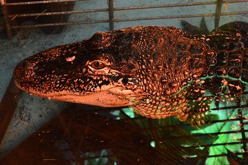 Front part of young alligator in shallow water of his terrarium, relaxing under artificial light.