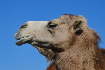 Head profile view of brown coloured Dromedary, latin name Camelus Dromedarius, agains clear blue skies.