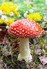 Amanita mushroom, flaunts its bright red cap with white specks, and a slender white leg.