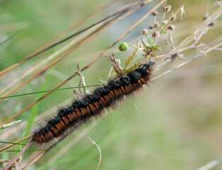 October is on the calendar, and the hairy thorns of caterpillars feel good on the forest grass.