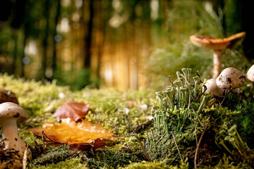 Fairy tale ambiance magical autumn forest background