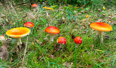 Family of mushrooms, red mushrooms, on a background of green forest grass.