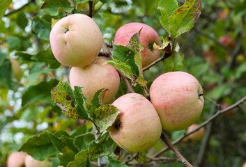 Apples on an apple tree that grows and bears fruit in a birch forest.