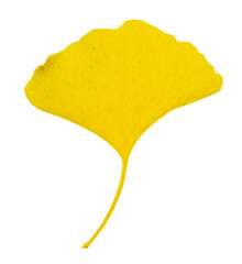 Naklejka premium yellow gingko leaf isolated on white